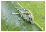 Bug_7004