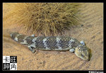 PerthZoo_c2202