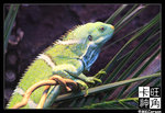PerthZoo_c2206