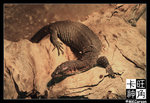PerthZoo_c2211