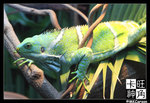 PerthZoo_c2219