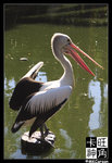 PerthZoo_c2239