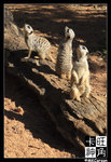 PerthZoo_c2261