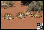 PerthZoo_c2267