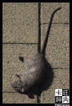 Perth_c2125