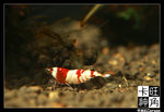 Shrimp_c2793