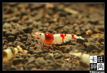 Shrimp_c2795