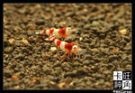 Shrimp_c2798