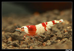 Shrimp_c2811