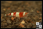 Shrimp_c2819