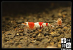 Shrimp_c3065