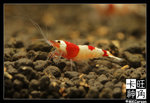 Shrimp_c3072