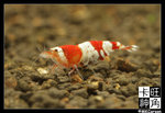 Shrimp_c3082