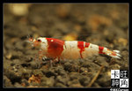 Shrimp_c3123