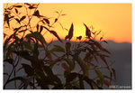 TsingMa_3275