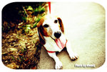 cookie1