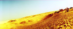 camel tribe
