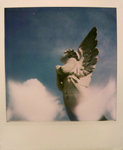 Polaroid