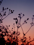 DSCN9239