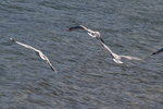 DSC_8800_resize