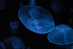 DSC_9234_resize