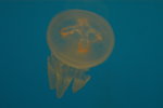 DSC_9259_resize