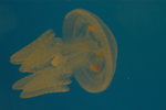 DSC_9268_resize