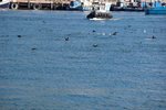 Resize of DSC_1070-01
