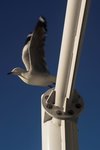 Resize of DSC_1154-01