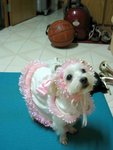 �վ�j�pIMG_7538