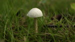 IMG_4342