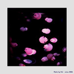 Jellyfish 2