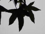 PICT0011