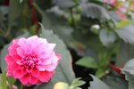 IMG_6074