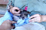 ���b¾�������U����baby wallaby