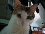 Cat_01