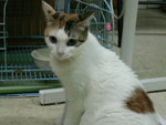 Cat_02
