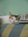 Cat_03