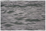 IMG_1333_resize