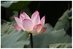 IMG_1826_resize