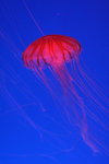 IMG_5525_resize