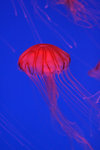 IMG_5528_resize