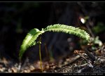 IMG_9583_resize_nEO_IMG