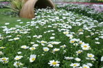 Flower040
