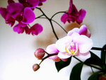 Indoor Beauty 01