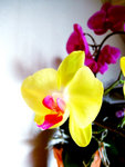 Indoor Beauty 02