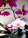 Indoor Beauty 03