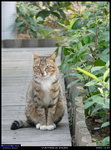 CATS_061225_007