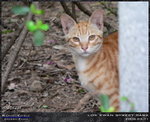 Cats_060311_006