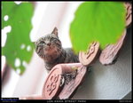 CATS_070224_007